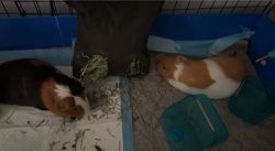Two male Guinea pigs wubbzy and oreo