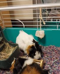 Rehome 2 guinea pigs