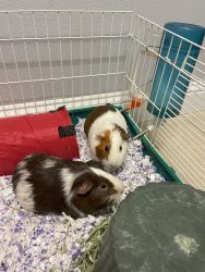 Guinea Pigs For Sale, All Accessories Included