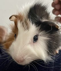 Handsome male guinea pigs