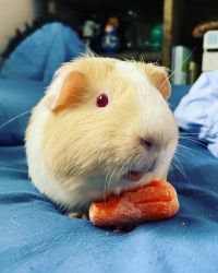 Two Male Guinea Pigs For Sale