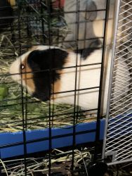 Two Guinea Pigs with cage
