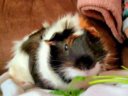 Male Guinea pig for sale