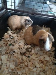 Guinea pigs need a new home