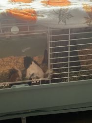 2 cages, play pen, SIX guinea pigs