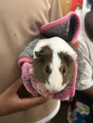 FREE TO A LOVING HOME: Adorable Male and Female Rex Guinea Pigs