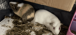 2 Female Guinea Pigs (One Albino and one brown and white)