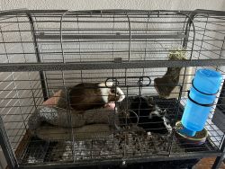 2 Guinea Pigs with cage and supplies