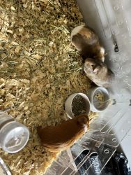 3 Female guinea pigs, cage and everything you need