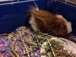Two very cute Guinea Pigs for rehome