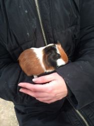 Male and Female Guinea Pigs For Sale