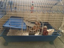 2 Guinea Pigs With Cage For sale
