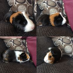 2 Guinea Pigs Need Rehoming