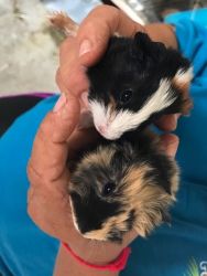 guinea pig babies for sale