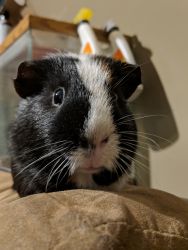 Guinea Pig Male 2yrs old