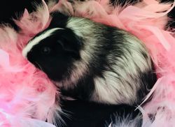 Select Exquisite Pocket Pets in Bangor, Maine!