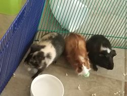 3 Guinea Pigs For Sale