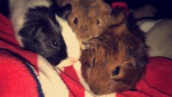 2 guinea pigs for sale!