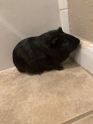 Extremely Tame Black Guinea Pig(Born May 2019) (Price Negotiable)