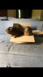 Two Guinea Pigs for Sale!