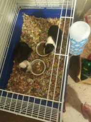 Cage with supplies and 2 male Guinea Pigs
