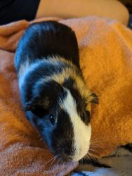 Guinea pig and supplies