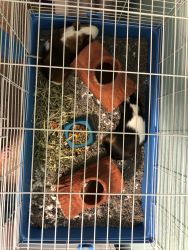 Two Beautiful Male Guinea Pigs w/ Cage & Access