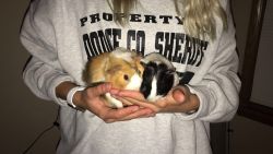 Selling 2 family friendly guinea pigs