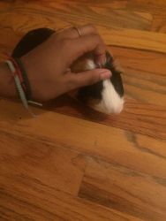Selling Guinea Pig + cage + toys