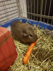 Guinea pig with cage and some supplies