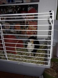 Male guinea pig with cage