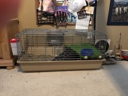 2 Female Guinea pigs cage and all needed accessories