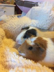 Guinea pigs and cage