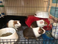 Free Guinea Pigs for adoption