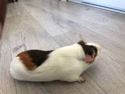 Very playful and active guinea pigs