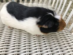 3 Year old Guinea Pig Male!