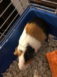Guinean Pig for sale