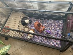 2 free Guinea pigs with play pen!