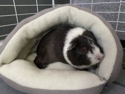 Male Black and White Guinea Pig with Cage & Accessories