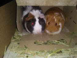 2 male bonded guinea pigs large cage & accessories