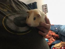 Two 8 month old guinea pigs and supplies also for sale