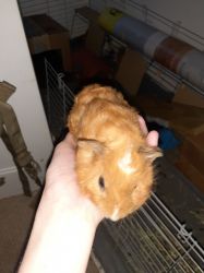 I have a male baby Guinea Pig