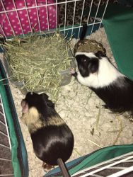 2 FEMALE GUINEAS CAN BE SOLD SEPARATELY