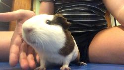 Male guinea pig Comes with everything needed