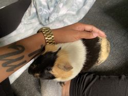 Male calico colored Guinea Pig for sale with cage and supplies!