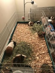 Rehoming/ Sell my Guinea Pigs