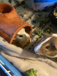 2 male guinea pigs