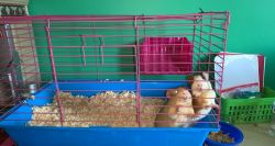 Selling two guine pigs