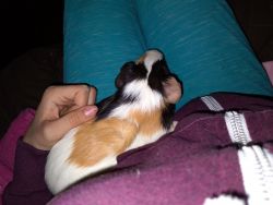 2 Guinea pigs for sell (boy and a girl)
