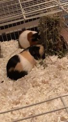 Two guinea pigs with cage food and bedding